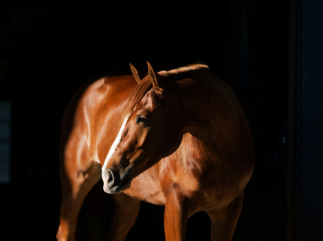 HorseID: 2247457 Voodoo it again - PhotoID: 1045875