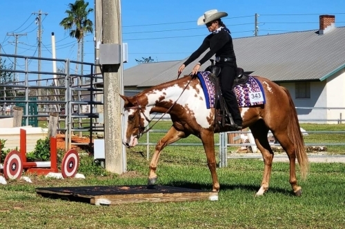 HorseID: 2248165 Charismatic Cowboy - PhotoID: 1034989