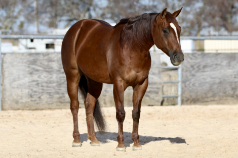 HorseID: 2249906 Miss Scarlet N Gray - PhotoID: 1033500