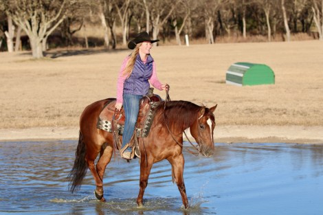 HorseID: 2249906 Miss Scarlet N Gray - PhotoID: 1049438