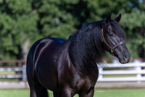 HorseID: 2249907 GUNNA BE SMOKEY - PhotoID: 1081214