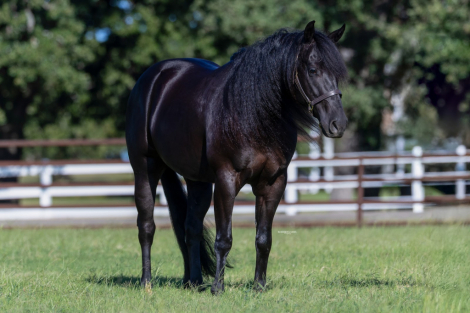 HorseID: 2249907 GUNNA BE SMOKEY - PhotoID: 1081215