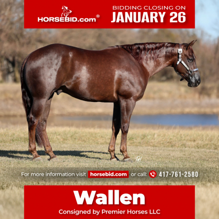 HorseID: 2249908 Chasing You - PhotoID: 1028770