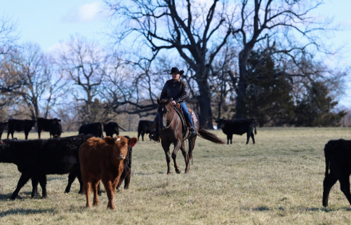 HorseID: 2249908 Chasing You - PhotoID: 1077837