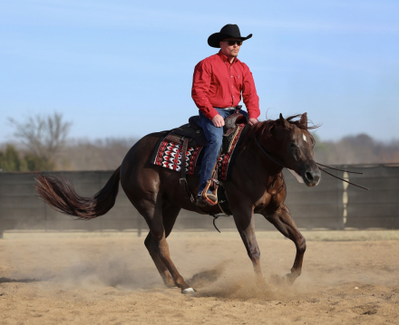 HorseID: 2249908 Chasing You - PhotoID: 1077838