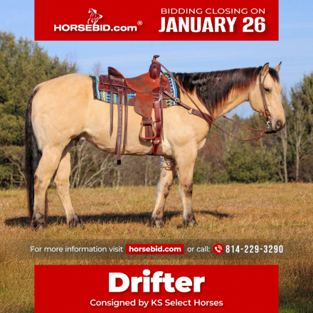 HorseID: 2253891 Drifter - PhotoID: 1029665
