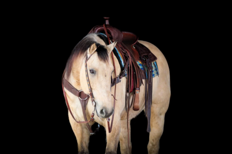 HorseID: 2253891 Drifter - PhotoID: 1036051