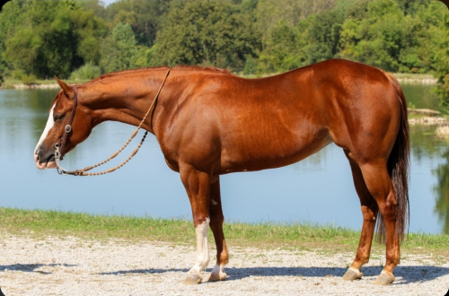 HorseID: 2253893 Not A Ruff Lolly - PhotoID: 1045915