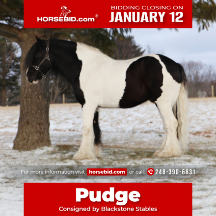 HorseID: 2253894 Pudge - PhotoID: 1042229