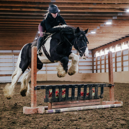 HorseID: 2253894 Pudge - PhotoID: 1042232