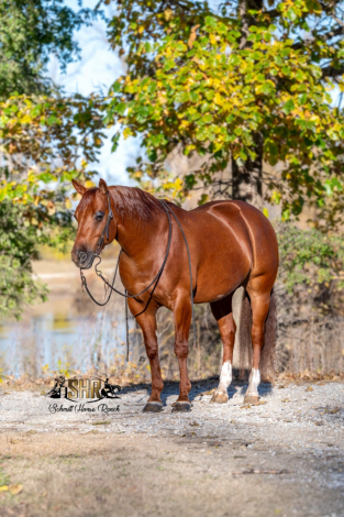 HorseID: 2253895 Mobsters At Alcatraz - PhotoID: 1045913