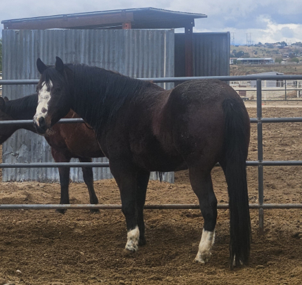 HorseID: 2258747 DARKSIDE OF THE BOON df - PhotoID: 1087027