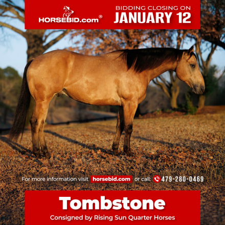 HorseID: 2260686 Five Ocloc Somewhere - PhotoID: 1045900