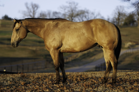 HorseID: 2260686 Five Ocloc Somewhere - PhotoID: 1087043