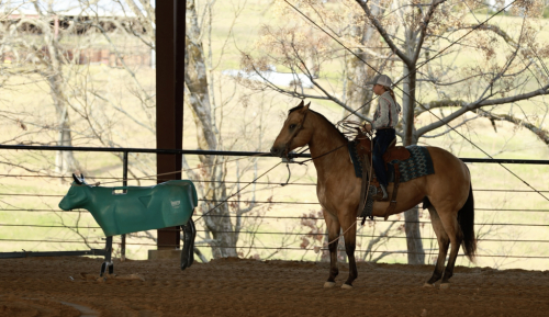 HorseID: 2260686 Five Ocloc Somewhere - PhotoID: 1087044