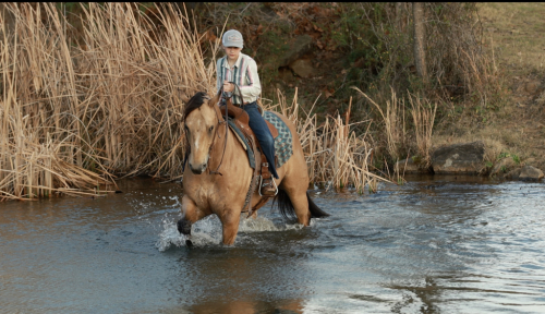 HorseID: 2260686 Five Ocloc Somewhere - PhotoID: 1087045