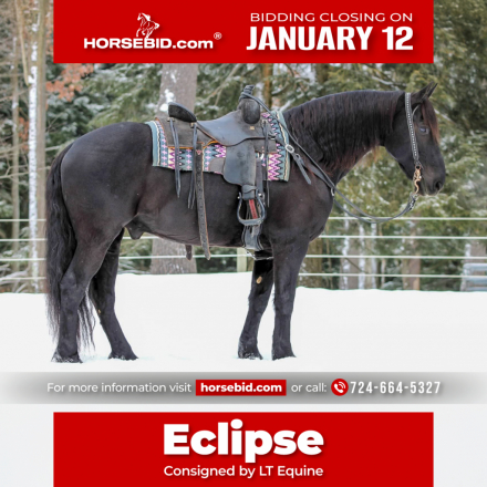 HorseID: 2260687 Eclipse - PhotoID: 1036982