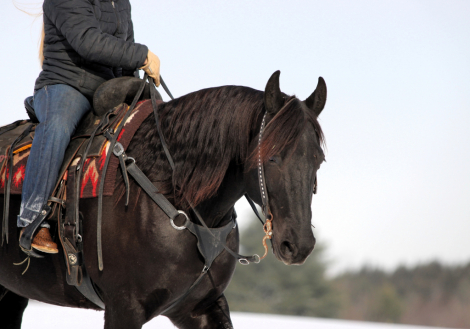 HorseID: 2260687 Eclipse - PhotoID: 1045918