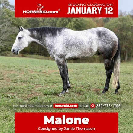 HorseID: 2260688 Malone - PhotoID: 1042241