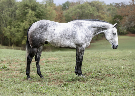 HorseID: 2260688 Malone - PhotoID: 1042242