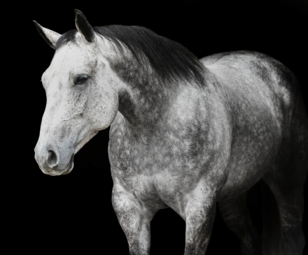 HorseID: 2260688 Malone - PhotoID: 1042243