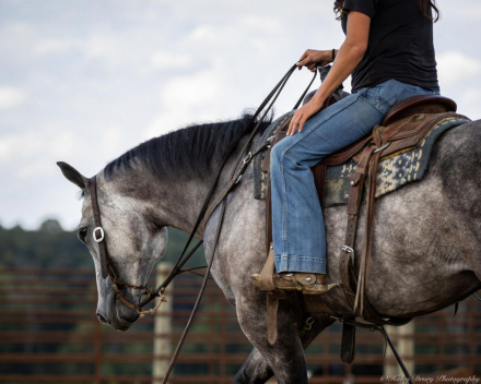 HorseID: 2260688 Malone - PhotoID: 1042244