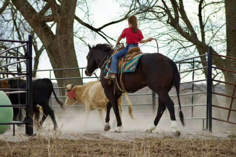 HorseID: 2260689 Trade cool Ryan - PhotoID: 1028026