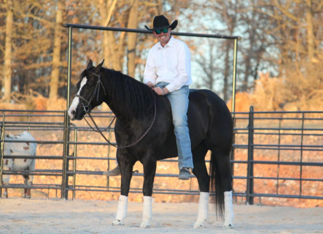 HorseID: 2260689 Trade cool Ryan - PhotoID: 1028027