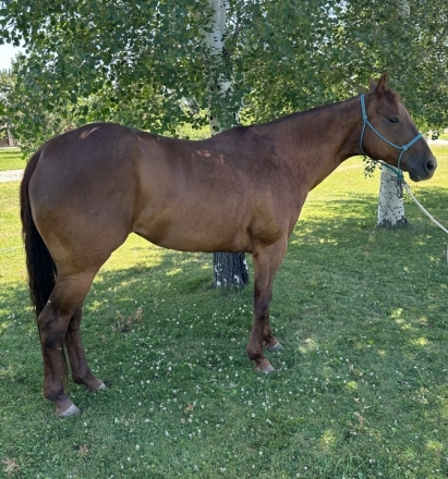 HorseID: 2261643 Exclusive Savannah - PhotoID: 1036537