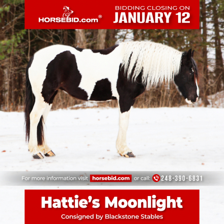 HorseID: 2261708 Hattie’s Moonlight Dream - PhotoID: 1029641