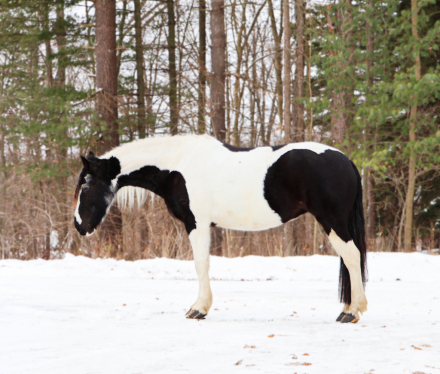 HorseID: 2261708 Hattie’s Moonlight Dream - PhotoID: 1029642