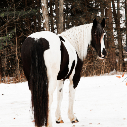 HorseID: 2261708 Hattie’s Moonlight Dream - PhotoID: 1062972