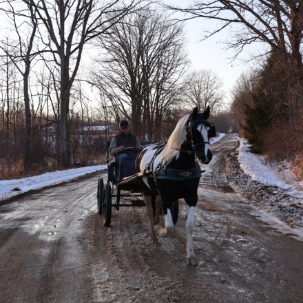 HorseID: 2261708 Hattie’s Moonlight Dream - PhotoID: 1062973