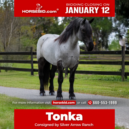 HorseID: 2262623 Tonka - PhotoID: 1036986