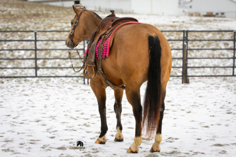 HorseID: 2262624 Two Red Hot - PhotoID: 1032129
