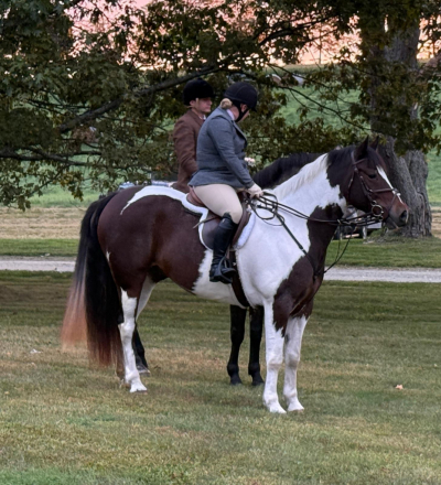 HorseID: 2262650 Badger - PhotoID: 1092014