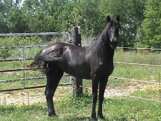 HorseID: 2263727 Regina EMC - PhotoID: 1032423