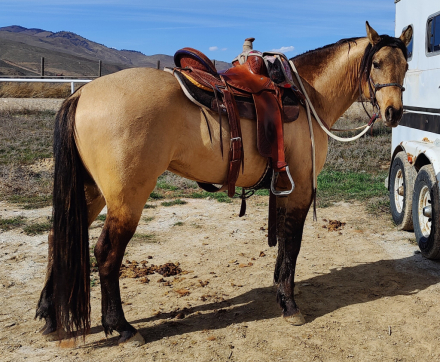 HorseID: 2264002 Docs Peppy Concord - PhotoID: 1066189