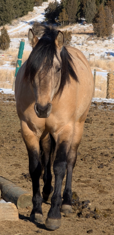 HorseID: 2264002 Docs Peppy Concord - PhotoID: 1066190