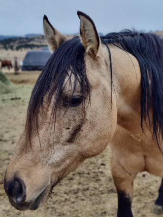 HorseID: 2264002 Docs Peppy Concord - PhotoID: 1066191