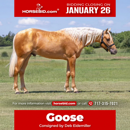 HorseID: 2265020 Smart Out Chic - PhotoID: 1042261