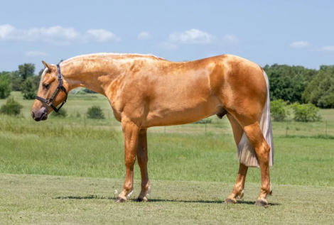 HorseID: 2265020 Smart Out Chic - PhotoID: 1042262