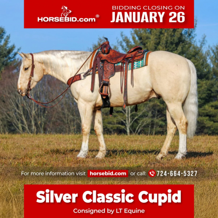 HorseID: 2265021 Slver Classic Cupid - PhotoID: 1034260