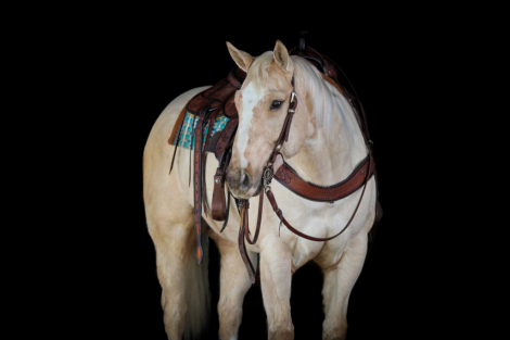 HorseID: 2265021 Slver Classic Cupid - PhotoID: 1034261