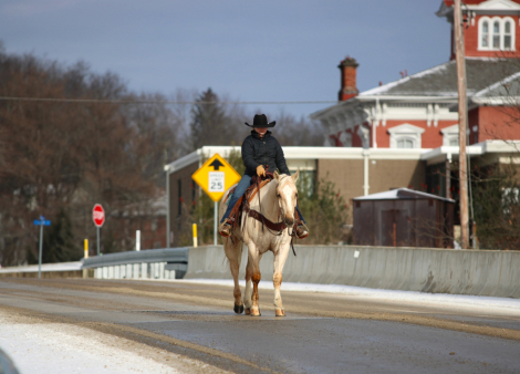 HorseID: 2265021 Slver Classic Cupid - PhotoID: 1034262