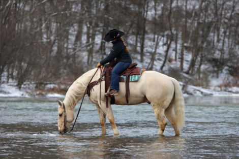 HorseID: 2265021 Slver Classic Cupid - PhotoID: 1034263