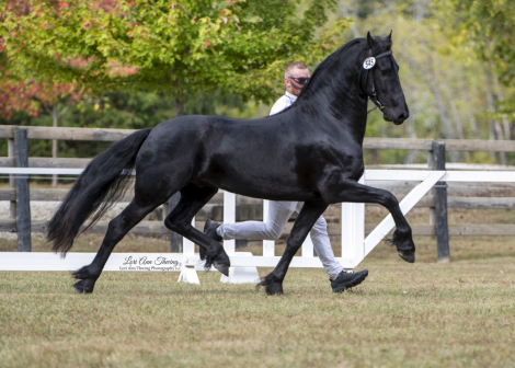 HorseID: 2265221 Viserion fan Cedar Creek - PhotoID: 1091826