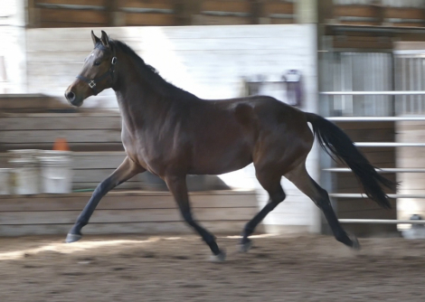 HorseID: 2265289 R Silvita - PhotoID: 1092560