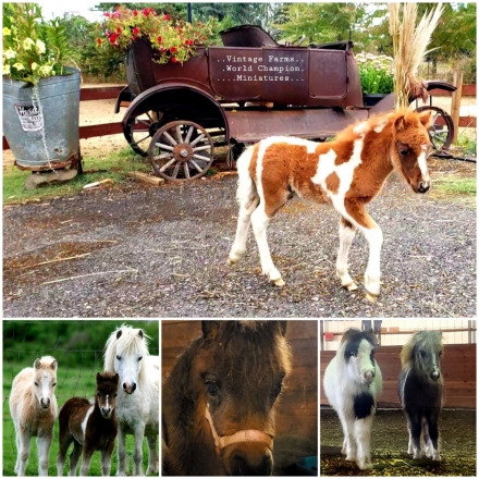 HorseID: 2265417 Vintage Farms Miniature Horses - PhotoID: 1034781