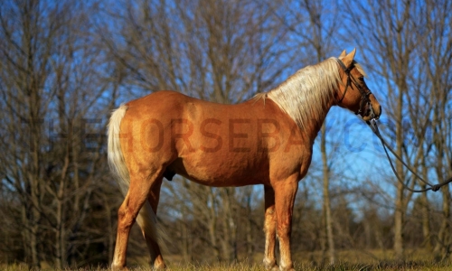 HorseID: 2265503 Southern Sunrises Hotshot - PhotoID: 1034919
